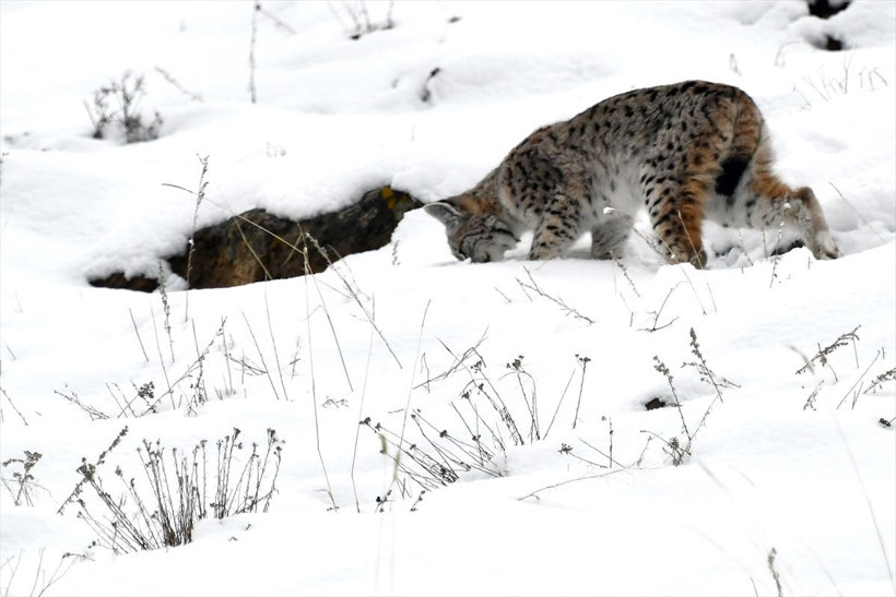 Bu zamana kadar alınmış en iyi görüntü: Kafkas vaşağı karlı arazide gündüz avlanırken görüntülendi - Resim: 5