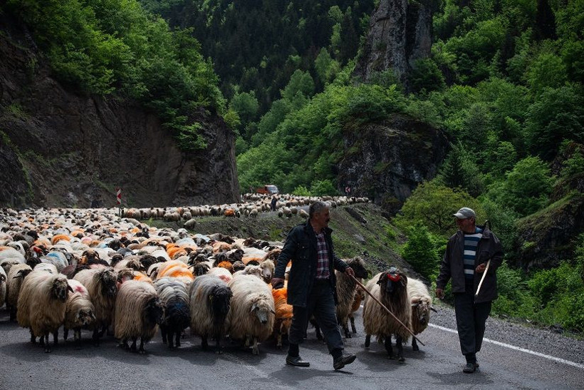 Doğu Karadeniz'de besicilerin yaylalara göçü sürüyor - Resim: 7