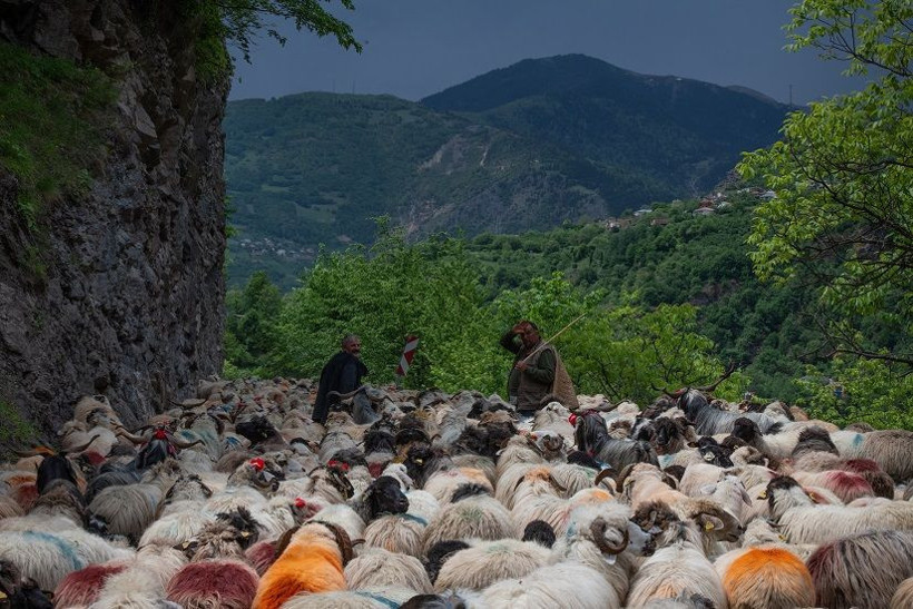 Doğu Karadeniz'de besicilerin yaylalara göçü sürüyor - Resim: 8