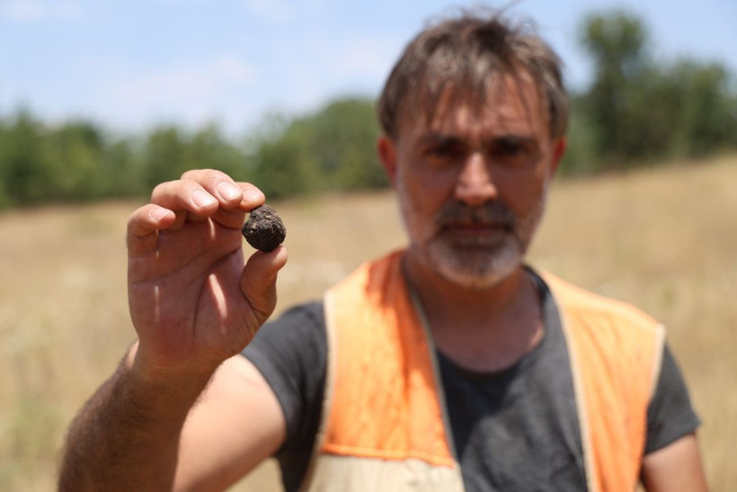 Kilosu 15 bin TL'yi buluyor, dünyanın en pahalısı! Özel eğitimli köpekle trüf mantarı avı - Resim: 11