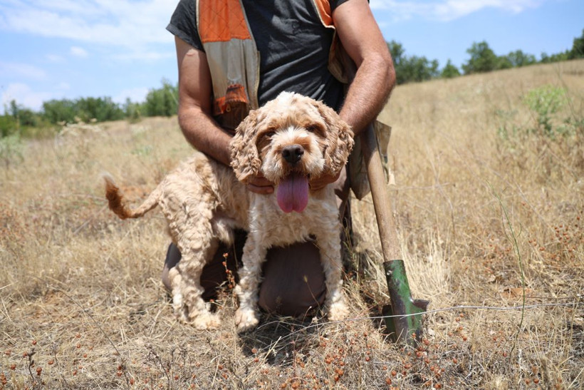 Kilosu 15 bin TL'yi buluyor, dünyanın en pahalısı! Özel eğitimli köpekle trüf mantarı avı - Resim: 12