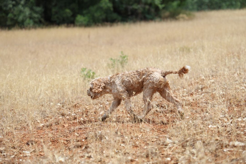 Kilosu 15 bin TL'yi buluyor, dünyanın en pahalısı! Özel eğitimli köpekle trüf mantarı avı - Resim: 9
