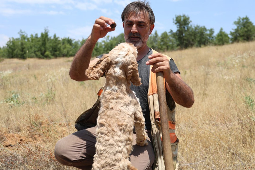 Kilosu 15 bin TL'yi buluyor, dünyanın en pahalısı! Özel eğitimli köpekle trüf mantarı avı - Resim: 7