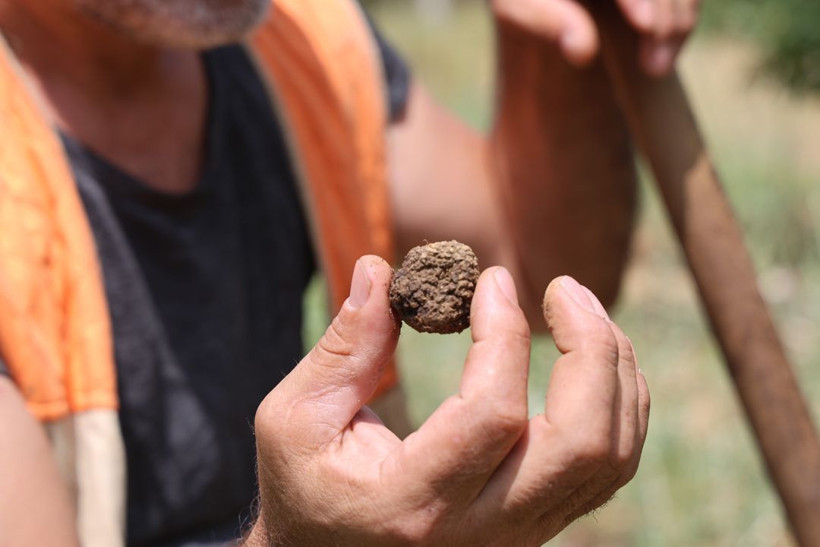 Kilosu 15 bin TL'yi buluyor, dünyanın en pahalısı! Özel eğitimli köpekle trüf mantarı avı - Resim: 6