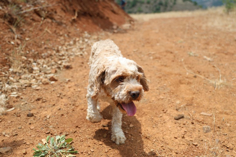 Kilosu 15 bin TL'yi buluyor, dünyanın en pahalısı! Özel eğitimli köpekle trüf mantarı avı - Resim: 5