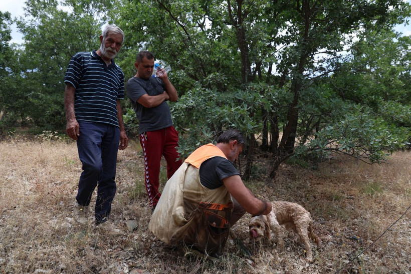 Kilosu 15 bin TL'yi buluyor, dünyanın en pahalısı! Özel eğitimli köpekle trüf mantarı avı - Resim: 4