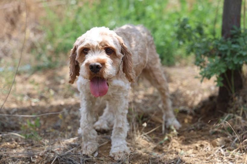 Kilosu 15 bin TL'yi buluyor, dünyanın en pahalısı! Özel eğitimli köpekle trüf mantarı avı - Resim: 2