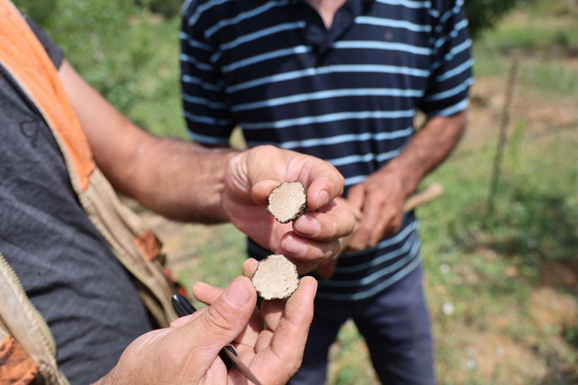 Kilosu 15 bin TL'yi buluyor, dünyanın en pahalısı! Özel eğitimli köpekle trüf mantarı avı - Resim: 3