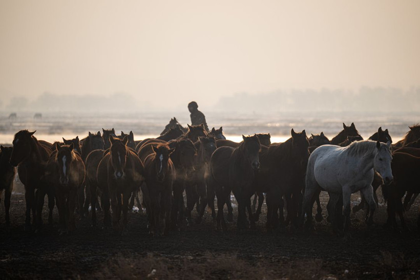 Kayseri kırsalında yaşayan yılkı atlarının yaşamlarından büyüleyici kareler - Resim: 18