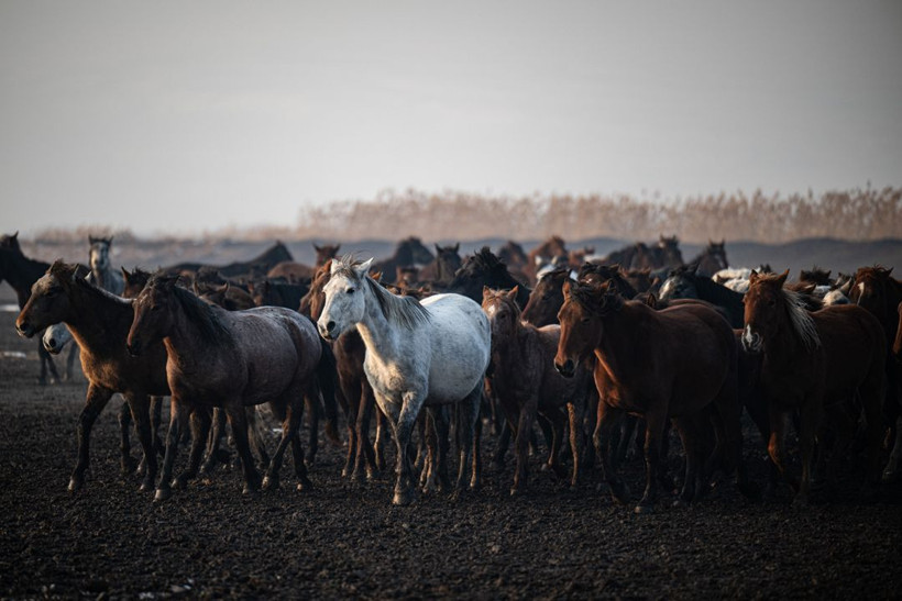 Kayseri kırsalında yaşayan yılkı atlarının yaşamlarından büyüleyici kareler - Resim: 17