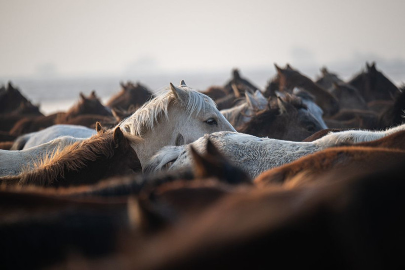 Kayseri kırsalında yaşayan yılkı atlarının yaşamlarından büyüleyici kareler - Resim: 16