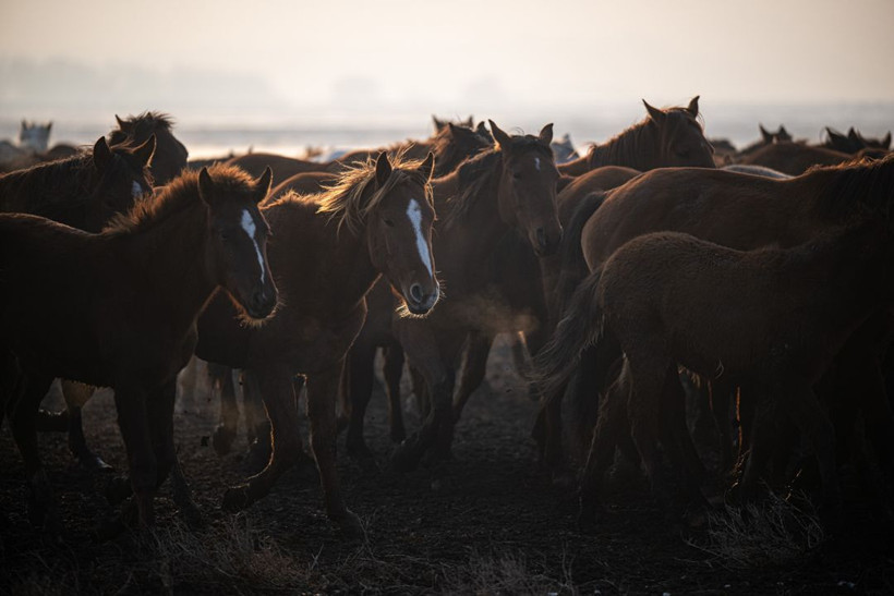Kayseri kırsalında yaşayan yılkı atlarının yaşamlarından büyüleyici kareler - Resim: 15