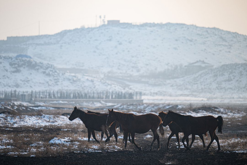 Kayseri kırsalında yaşayan yılkı atlarının yaşamlarından büyüleyici kareler - Resim: 14