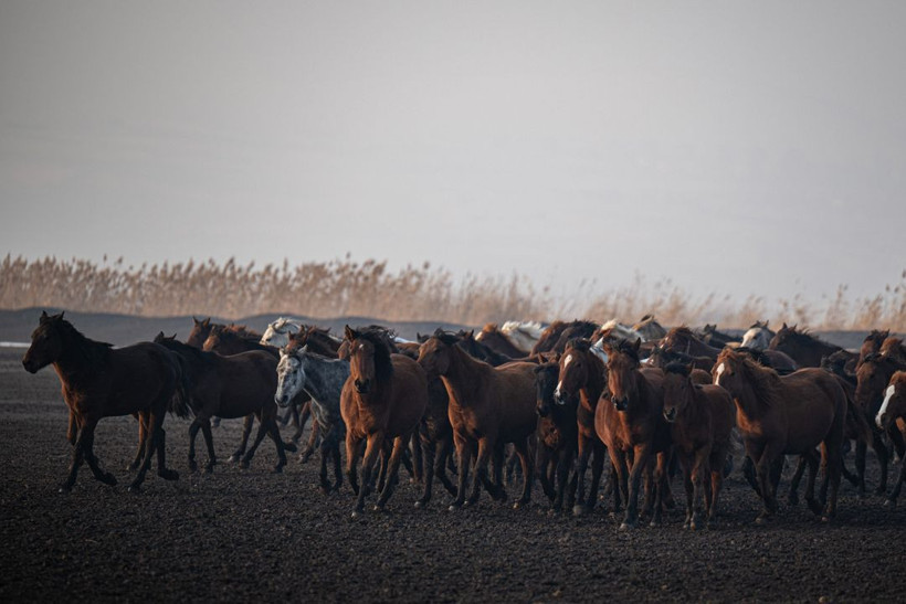 Kayseri kırsalında yaşayan yılkı atlarının yaşamlarından büyüleyici kareler - Resim: 13