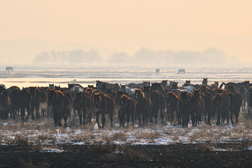 Kayseri kırsalında yaşayan yılkı atlarının yaşamlarından büyüleyici kareler - Resim: 12