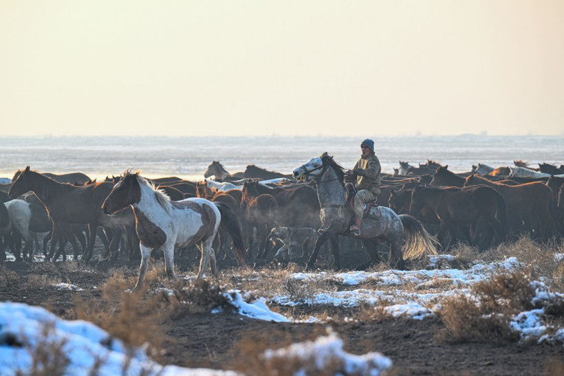 Kayseri kırsalında yaşayan yılkı atlarının yaşamlarından büyüleyici kareler - Resim: 11