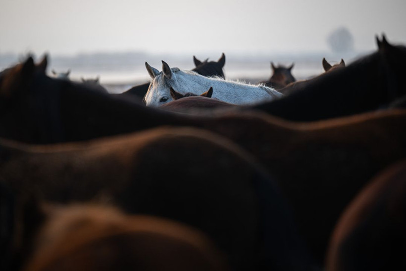 Kayseri kırsalında yaşayan yılkı atlarının yaşamlarından büyüleyici kareler - Resim: 10