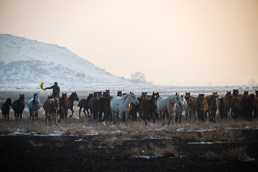 Kayseri kırsalında yaşayan yılkı atlarının yaşamlarından büyüleyici kareler - Resim: 9