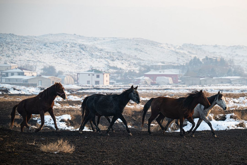 Kayseri kırsalında yaşayan yılkı atlarının yaşamlarından büyüleyici kareler - Resim: 8
