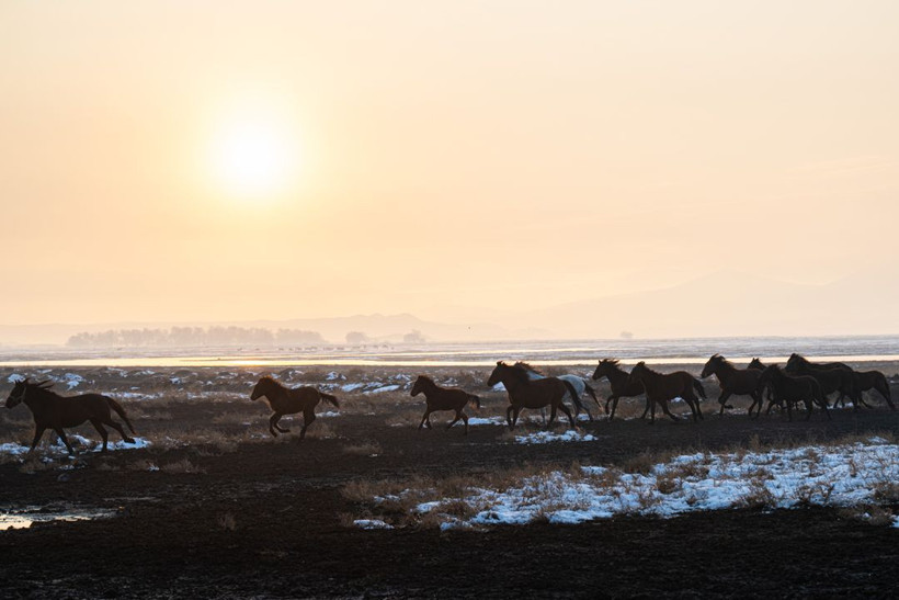 Kayseri kırsalında yaşayan yılkı atlarının yaşamlarından büyüleyici kareler - Resim: 7