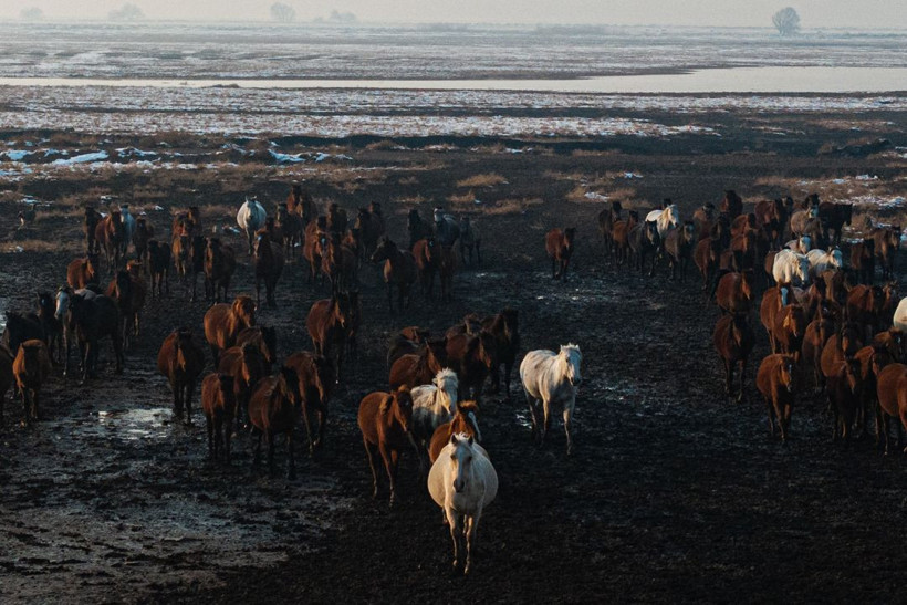 Kayseri kırsalında yaşayan yılkı atlarının yaşamlarından büyüleyici kareler - Resim: 6