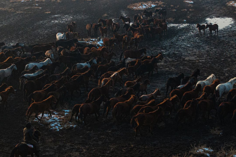 Kayseri kırsalında yaşayan yılkı atlarının yaşamlarından büyüleyici kareler - Resim: 5