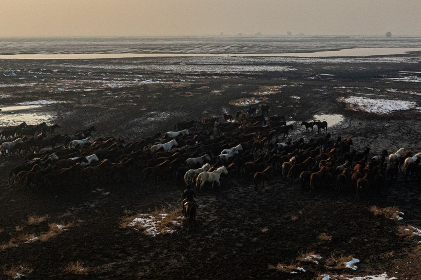Kayseri kırsalında yaşayan yılkı atlarının yaşamlarından büyüleyici kareler - Resim: 4