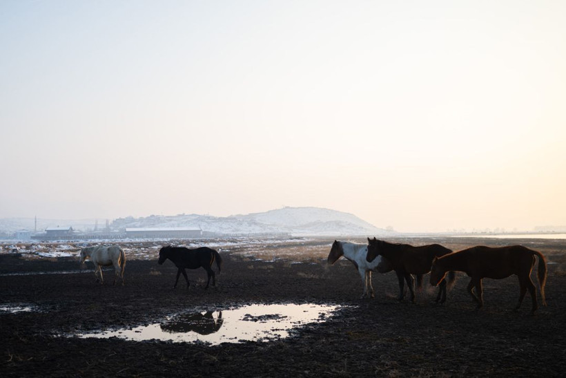 Kayseri kırsalında yaşayan yılkı atlarının yaşamlarından büyüleyici kareler - Resim: 2