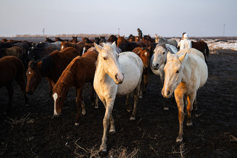 Kayseri kırsalında yaşayan yılkı atlarının yaşamlarından büyüleyici kareler - Resim: 1