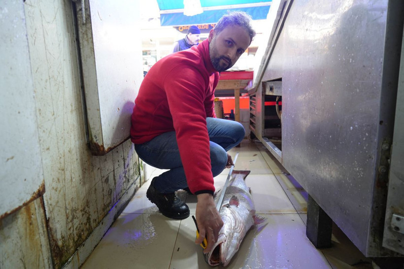 Gören köpekbalığı sanıyor! Karadeniz'de yakalandı, 10 dakikada 6 bin liraya satıldı - Resim: 5