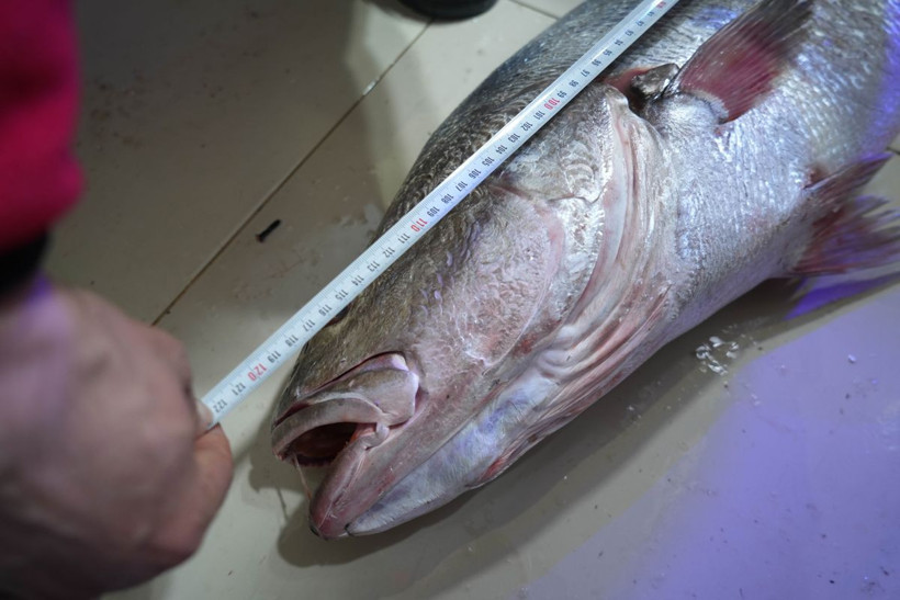 Gören köpekbalığı sanıyor! Karadeniz'de yakalandı, 10 dakikada 6 bin liraya satıldı - Resim: 6