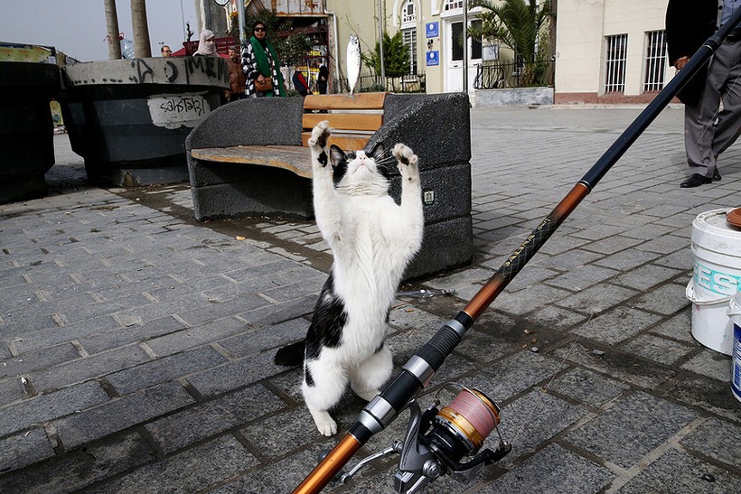 İstanbul’un daimi sakinleri sokak kedileri! Osmanlı’dan günümüze İstanbul’un kedi sevgisi - Resim : 1
