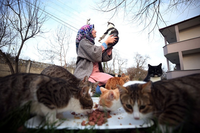 İstanbul’un daimi sakinleri sokak kedileri! Osmanlı’dan günümüze İstanbul’un kedi sevgisi - Resim : 3
