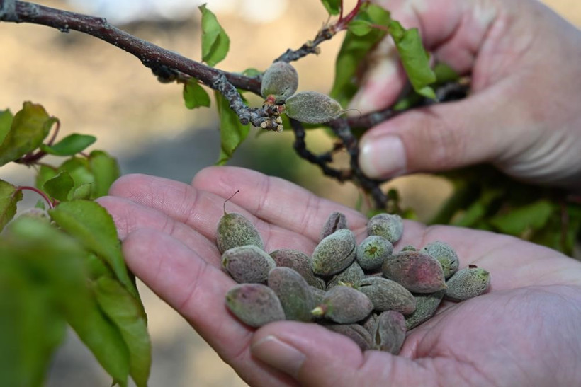 Zirai don Türkiye'yi vurdu! Çiftçiler zararın boyutunu tespit etmeye çalışıyor: Ürün az, fiyatlar yüksek olabilir! - Resim : 1