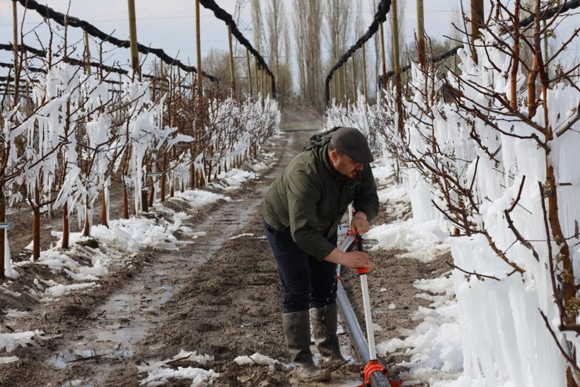 Zirai don Türkiye'yi vurdu! Çiftçiler zararın boyutunu tespit etmeye çalışıyor: Ürün az, fiyatlar yüksek olabilir! - Resim : 3