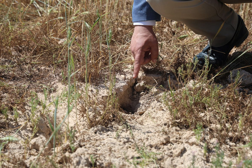Türkiye'nin en verimli toprakları... Kurak vurdu, buğdayda tablo vahim! - Resim: 2