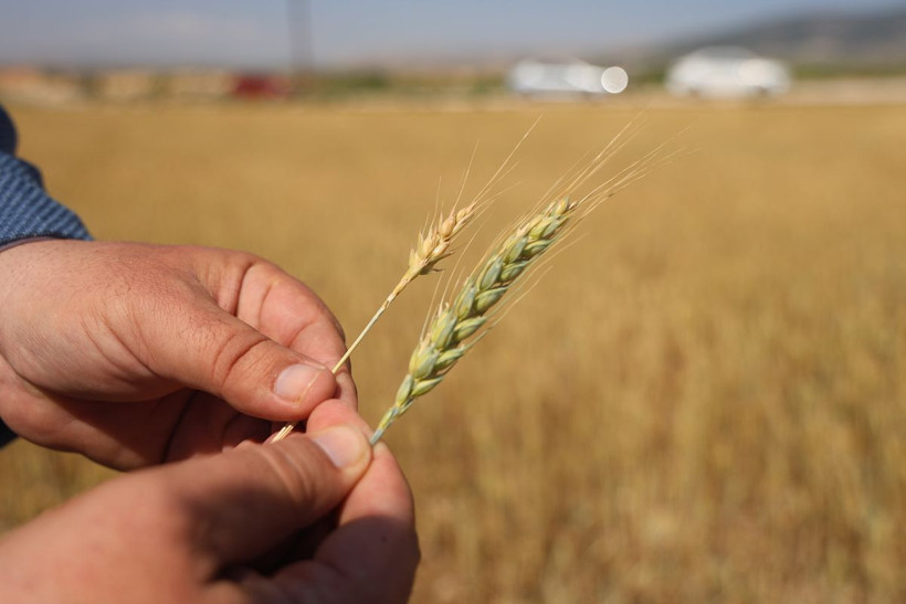 Türkiye'nin en verimli toprakları... Kurak vurdu, buğdayda tablo vahim! - Resim: 3