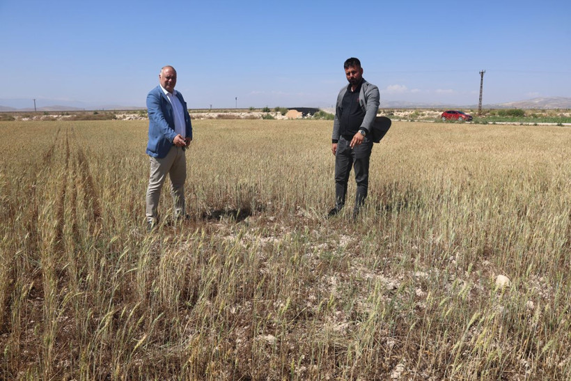 Türkiye'nin en verimli toprakları... Kurak vurdu, buğdayda tablo vahim! - Resim: 4