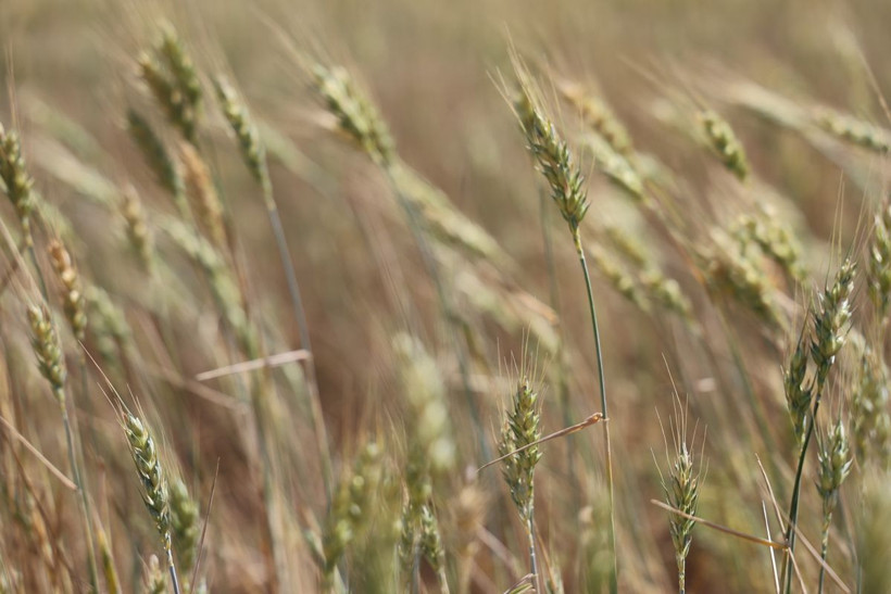 Türkiye'nin en verimli toprakları... Kurak vurdu, buğdayda tablo vahim! - Resim: 5