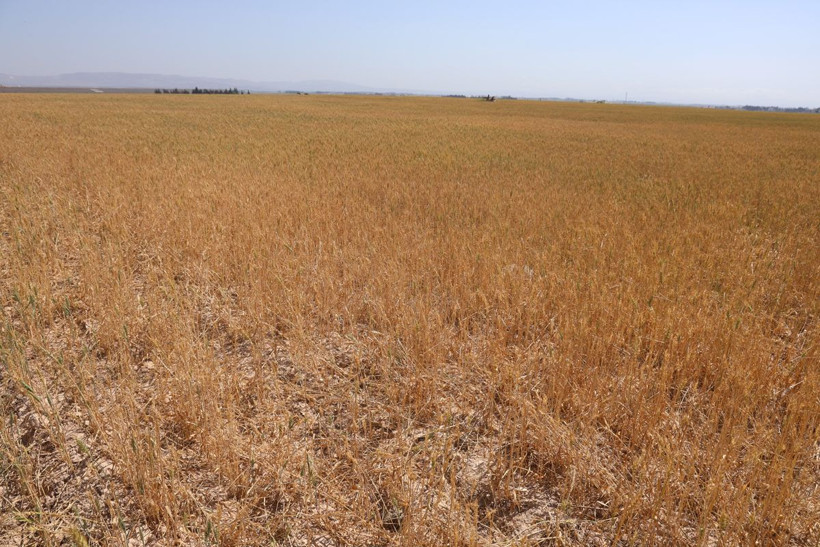 Türkiye'nin en verimli toprakları... Kurak vurdu, buğdayda tablo vahim! - Resim: 6