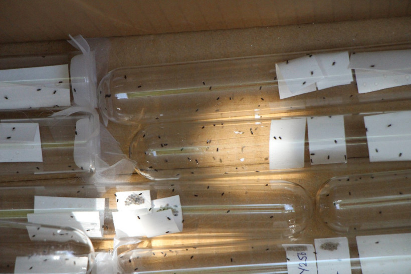 Kahverengi kokarca Amasya'da da tespit edildi! 3 bin samuray arısı doğaya salındı - Resim : 1