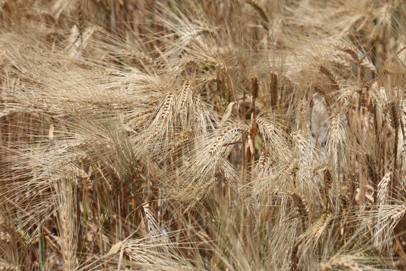 Türkiye'nin 'tahıl ambarı'nda tarlalar boş kaldı: Konya Ovası’nda verim 100 kilonun altına düştü - Resim : 1