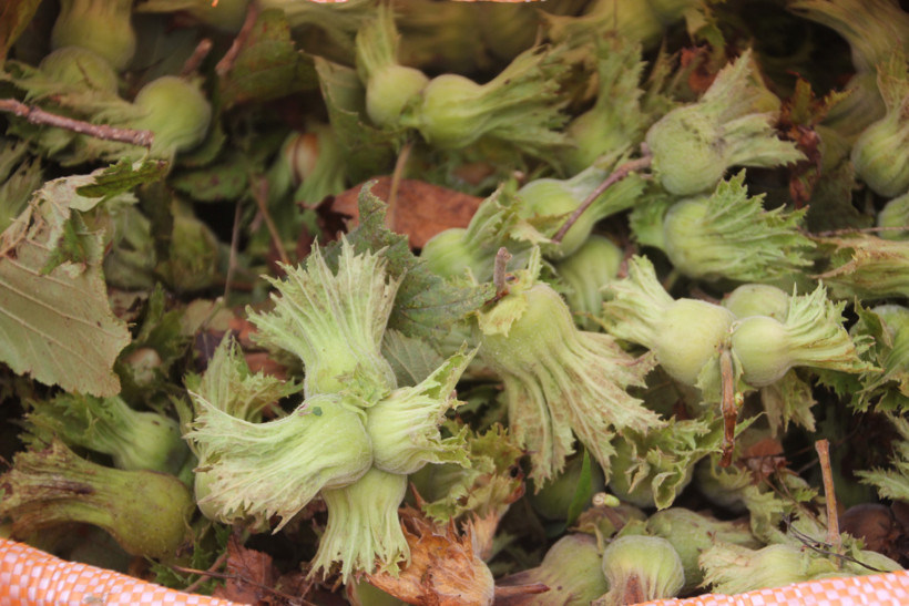 Yeşil altında hasat başladı, fındık alım fiyatları merak konusu - Resim : 1