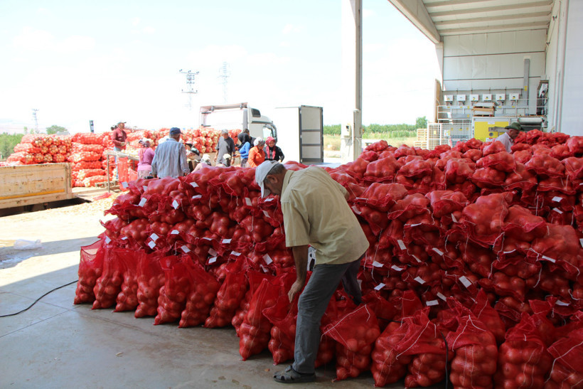 Şifa deposu Amasya soğanı Avrupa yolunda - Resim : 1