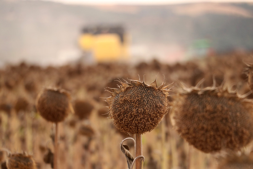 Anıza ekim ayçiçeği üreticisini sevindirdi: Verim iki katına çıktı - Resim : 2