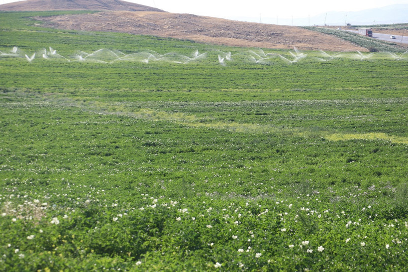 Bozkırda patates bereketi! 460 bin ton rekolte bekleniyor - Resim : 1