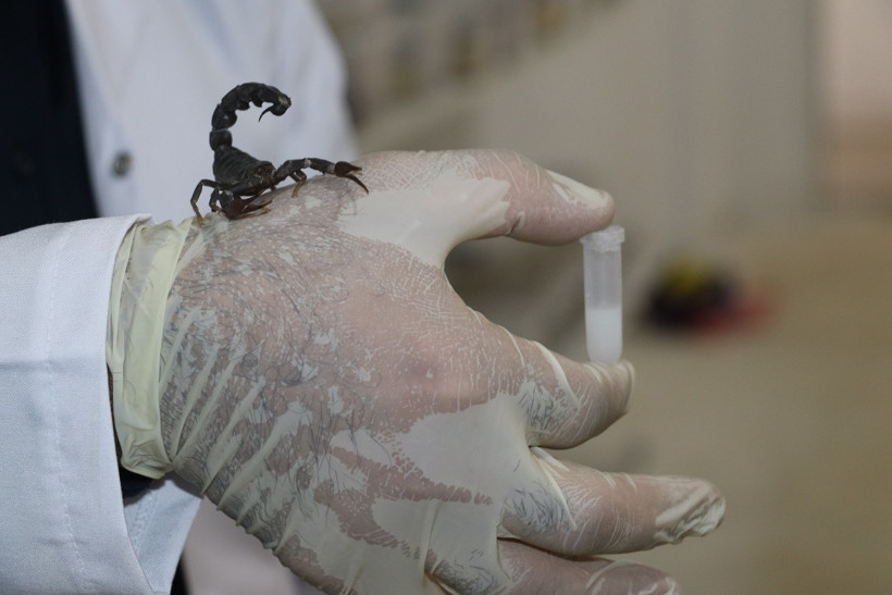 Şantiyeden laboratuvara: Gramı binlerce dolar eden akrep zehri üretiyor - Resim : 1