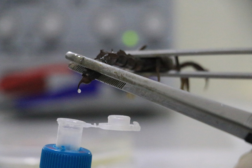 Şantiyeden laboratuvara: Gramı binlerce dolar eden akrep zehri üretiyor - Resim : 2