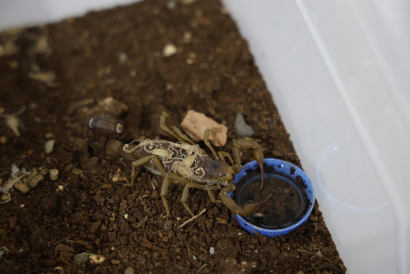Şantiyeden laboratuvara: Gramı binlerce dolar eden akrep zehri üretiyor - Resim : 3