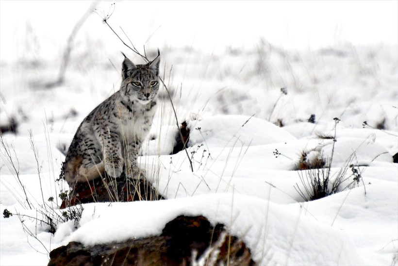 Bu zamana kadar alınmış en iyi görüntü: Kafkas vaşağı karlı arazide gündüz avlanırken görüntülendi - Resim: 8